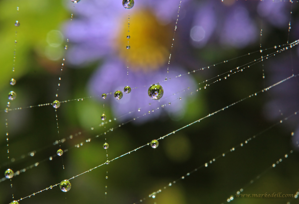 Webdrops 2