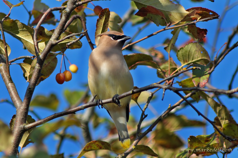 Cedar Waxwing