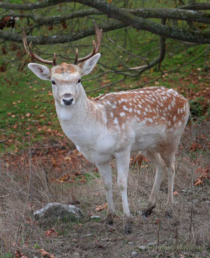 EUROPEAN FALLOW DEER image