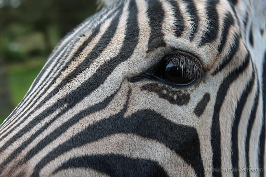 Eye see stripes