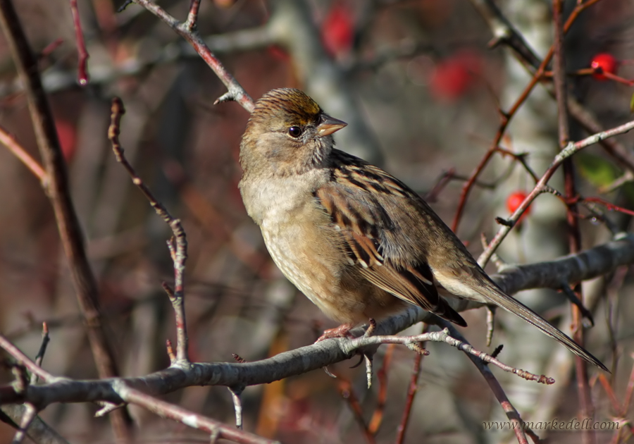 Gold Crowned Sparrow