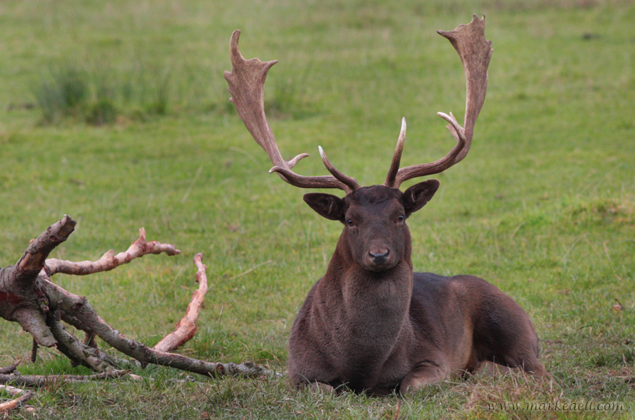 Fallow Deer