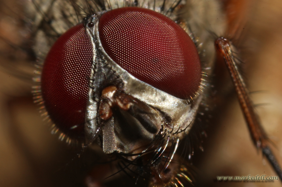 Eyes