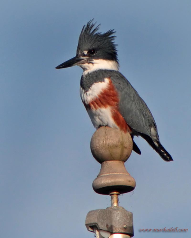 Belted Kingfisher