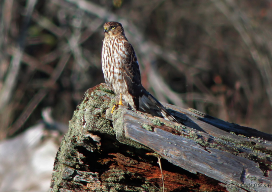 Female Northern Harrier
