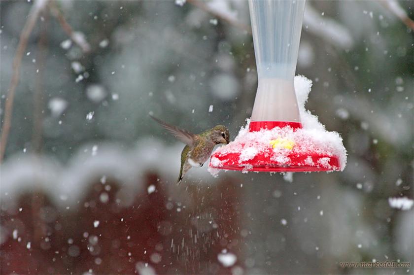 Winter Hummer