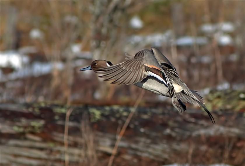 Northern Pintail