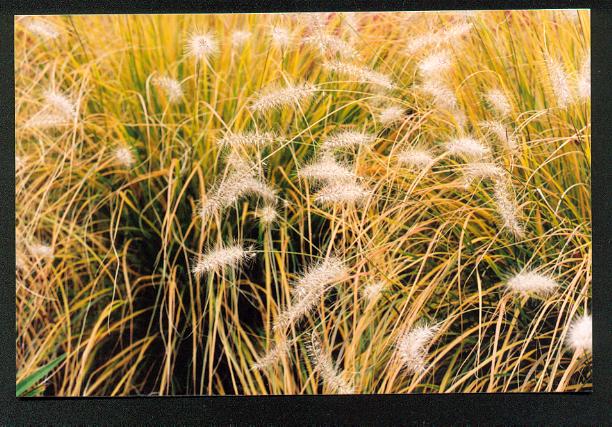 fields of gold