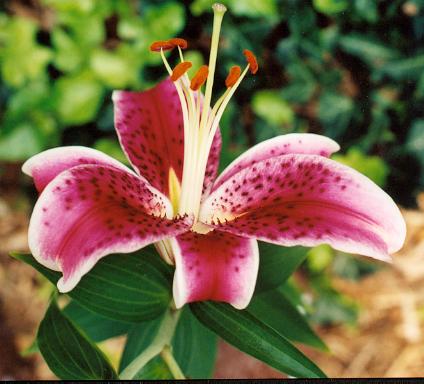 pink and white lily