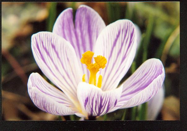 white and purple crocus