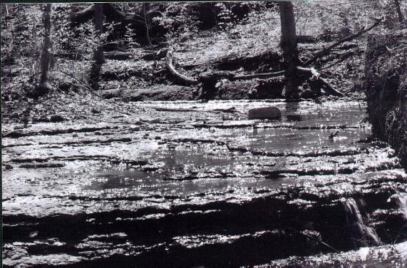 hauk stream