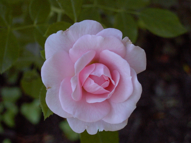 pink rose