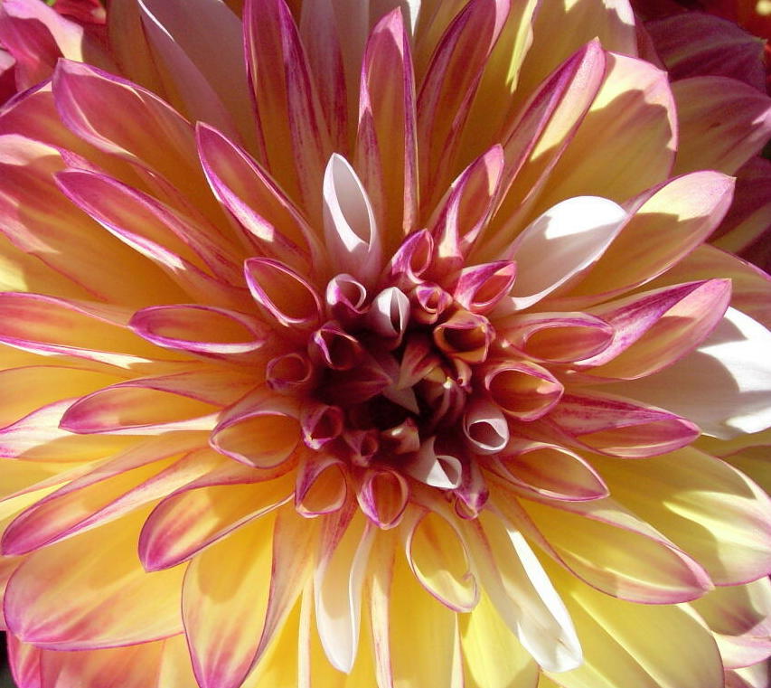 pink and yellow dahlia