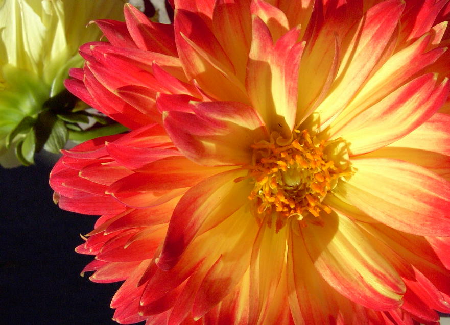 red and yellow dahlia