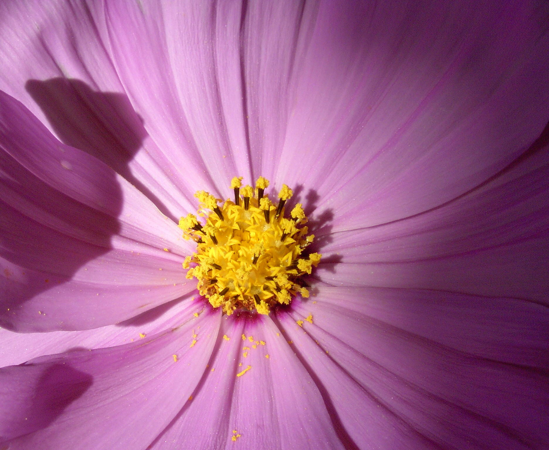pink flower 2