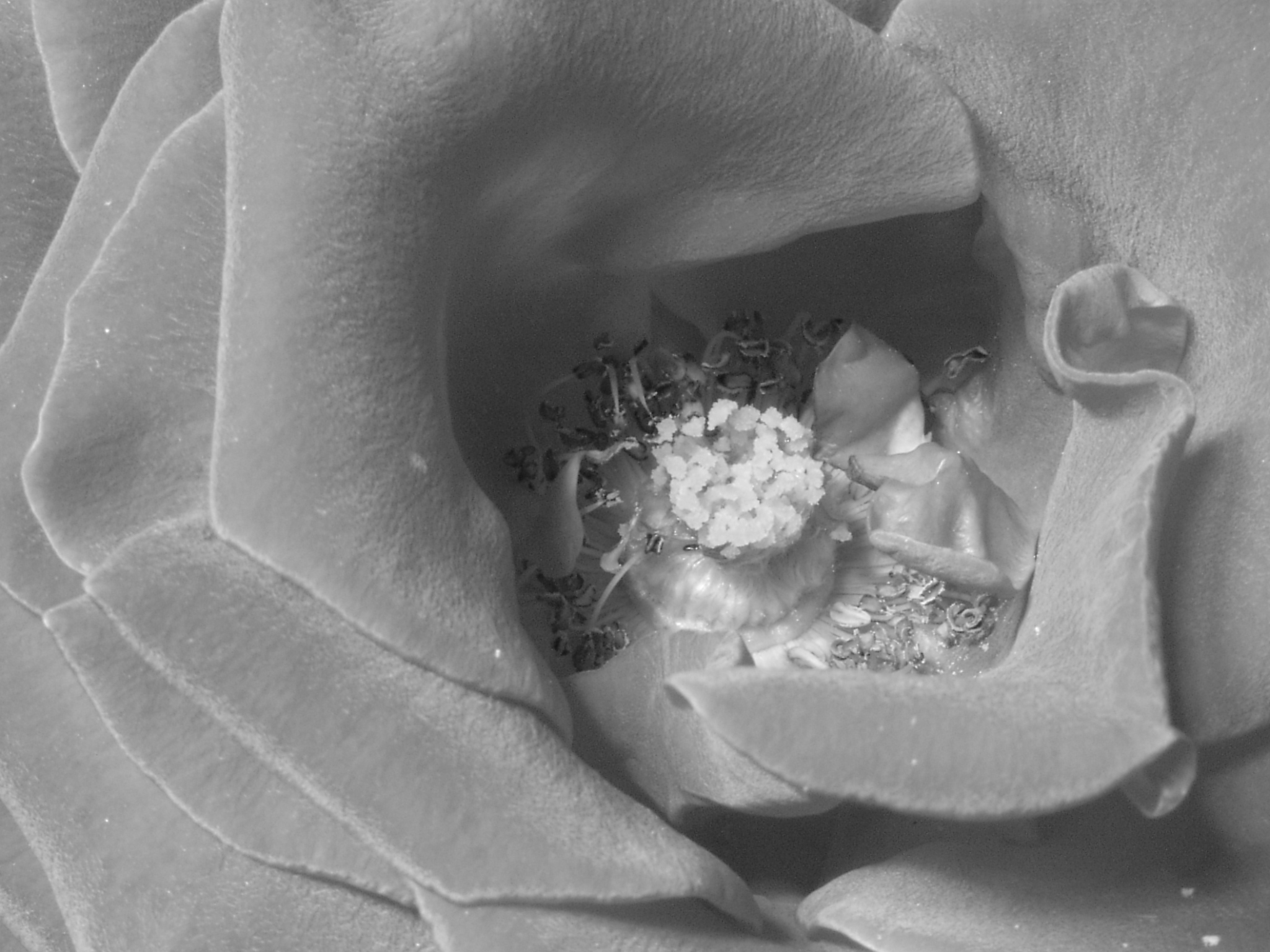 b&w rose