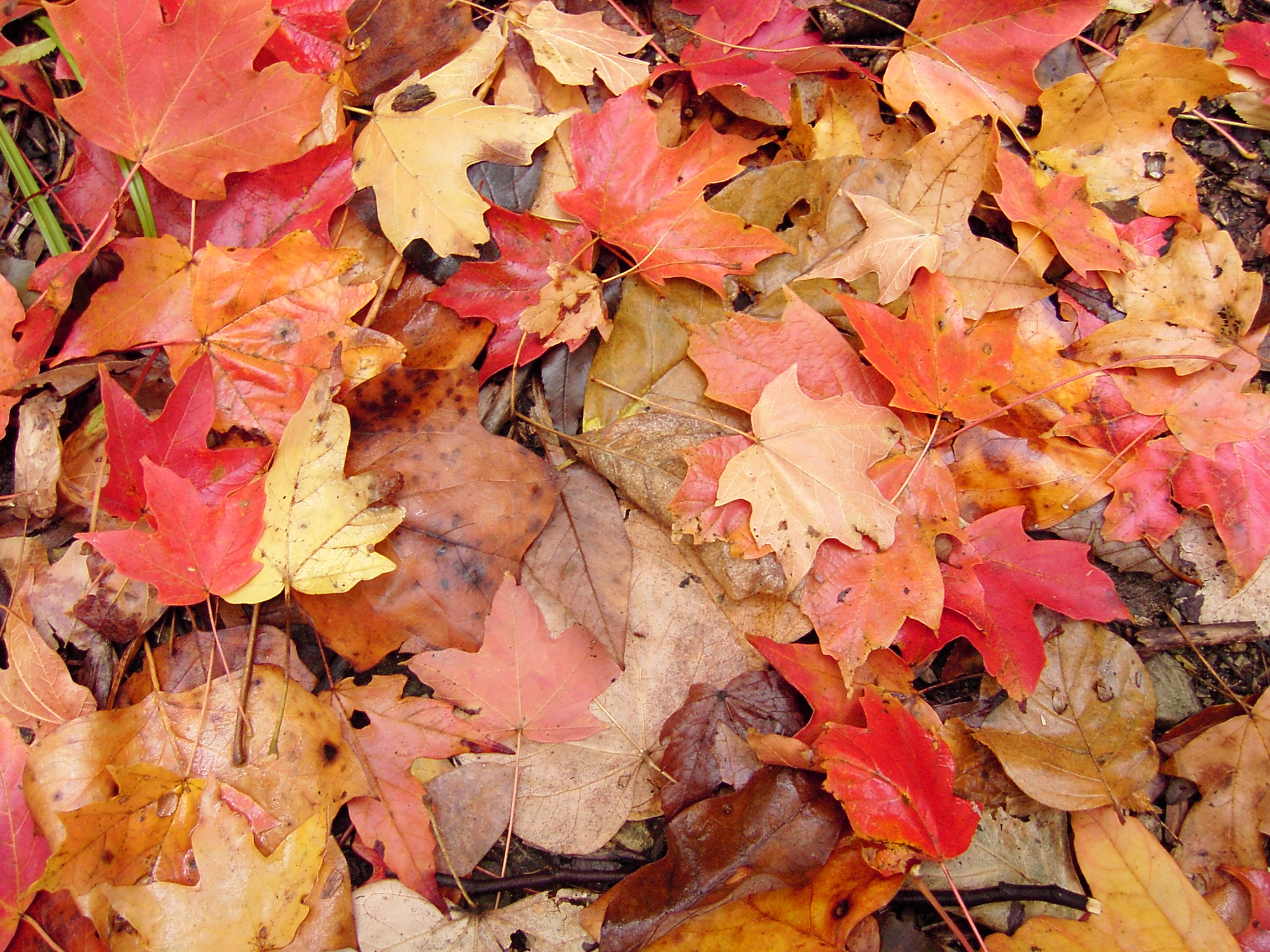 fall leaves