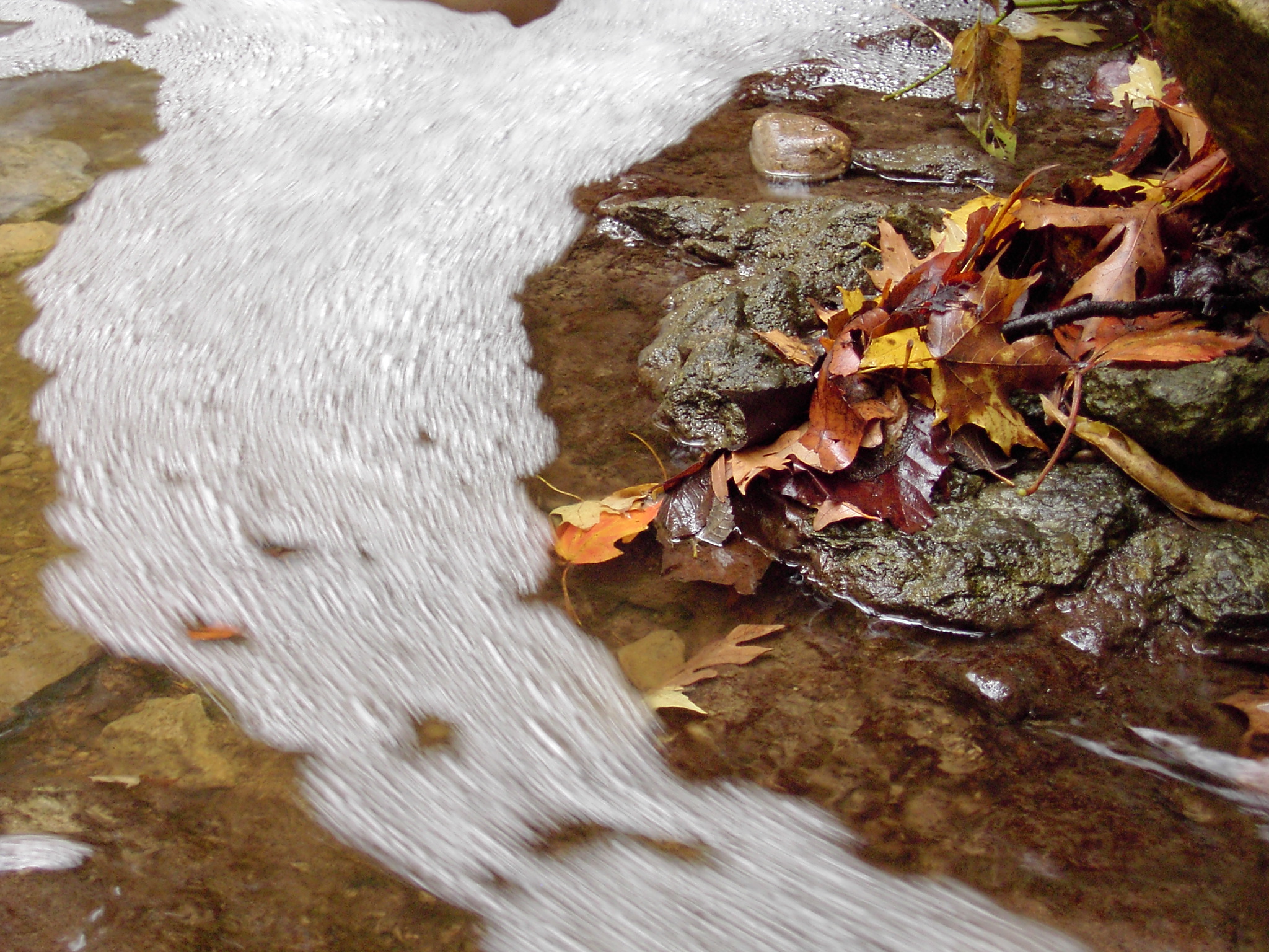 foamy water with leaves