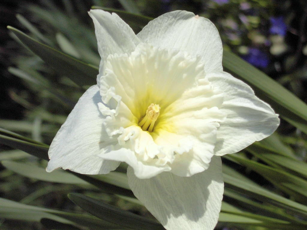 white dafodil