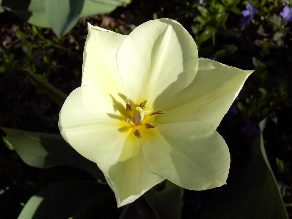 morning light on a parrots beak tulip