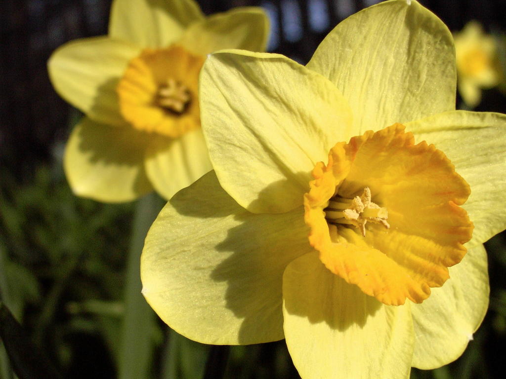 yellow dafodills