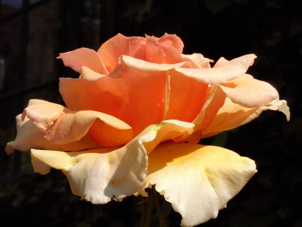nancy reagan rose