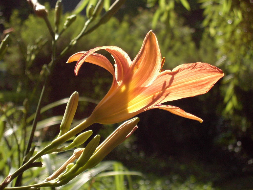 tiger lily