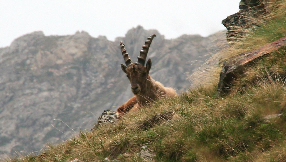 ibex