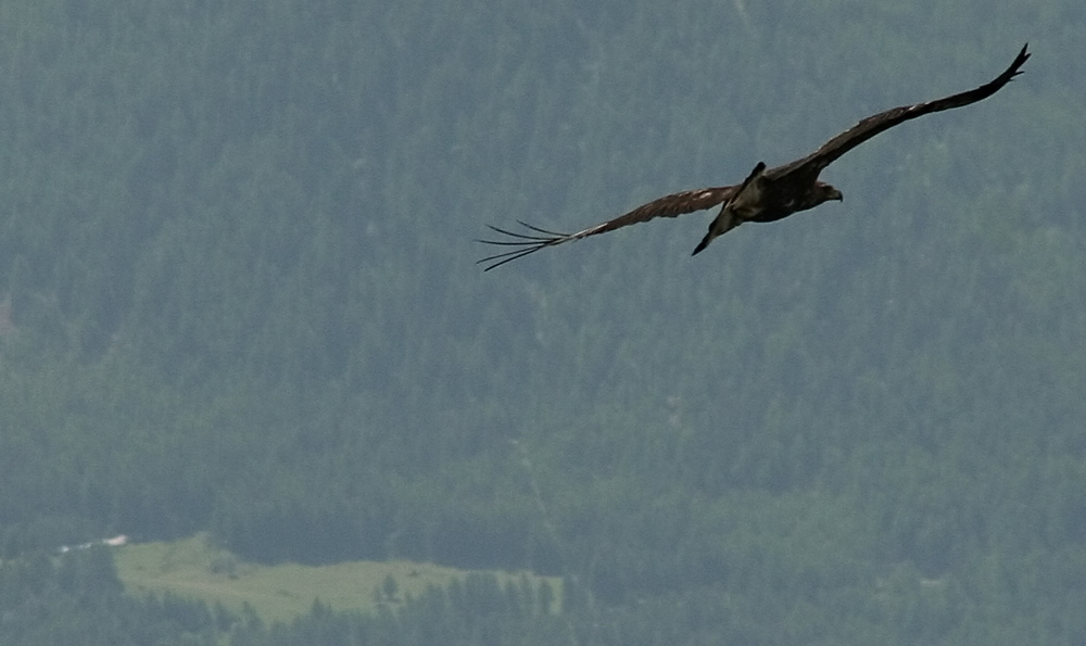 Eagle