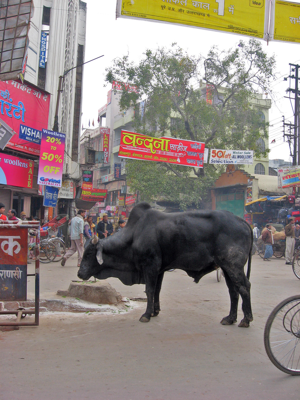 Kashi
