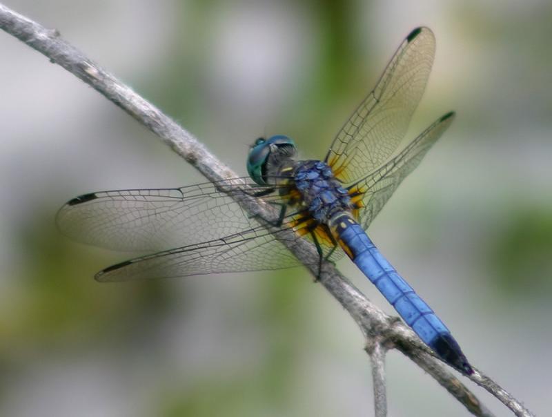 Blue Dasher