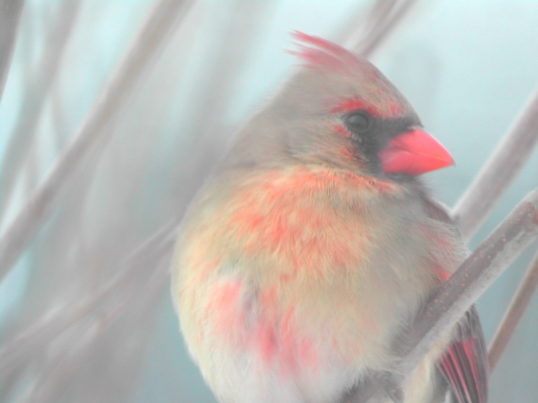 Mrs. Cardinal