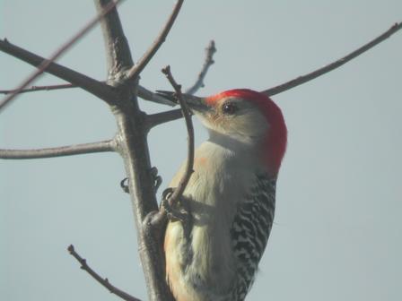 Red-bellied woodpecker