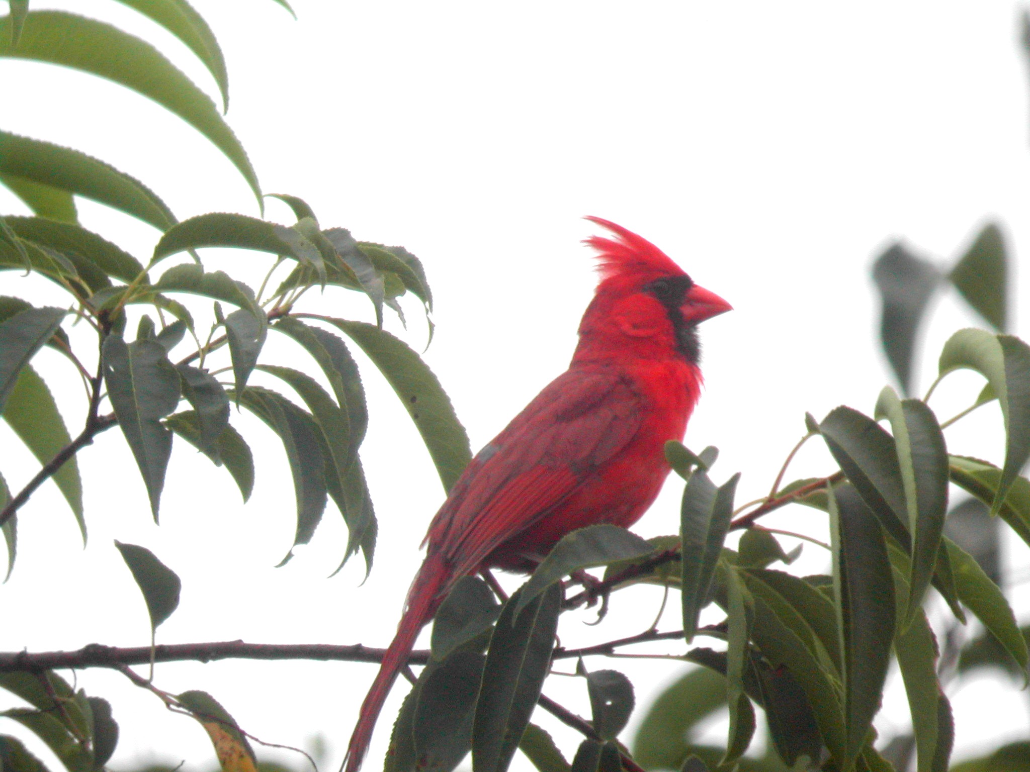 Northern Cardinal