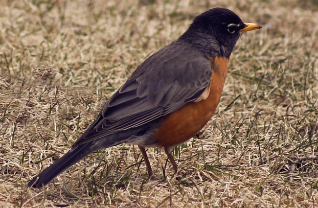 American robin
