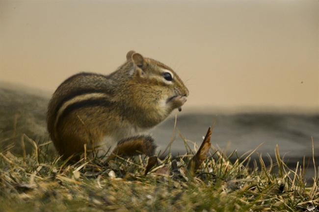 Eastern Chipmunk