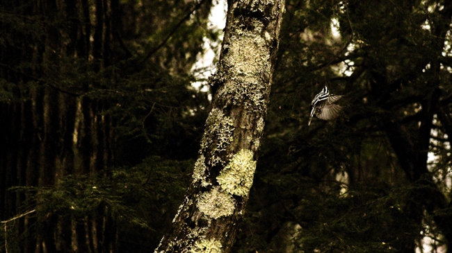 Black-and-white Warbler