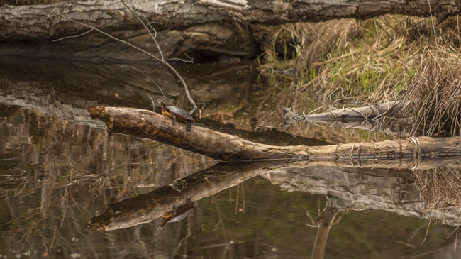 Eastern Painted Turtle