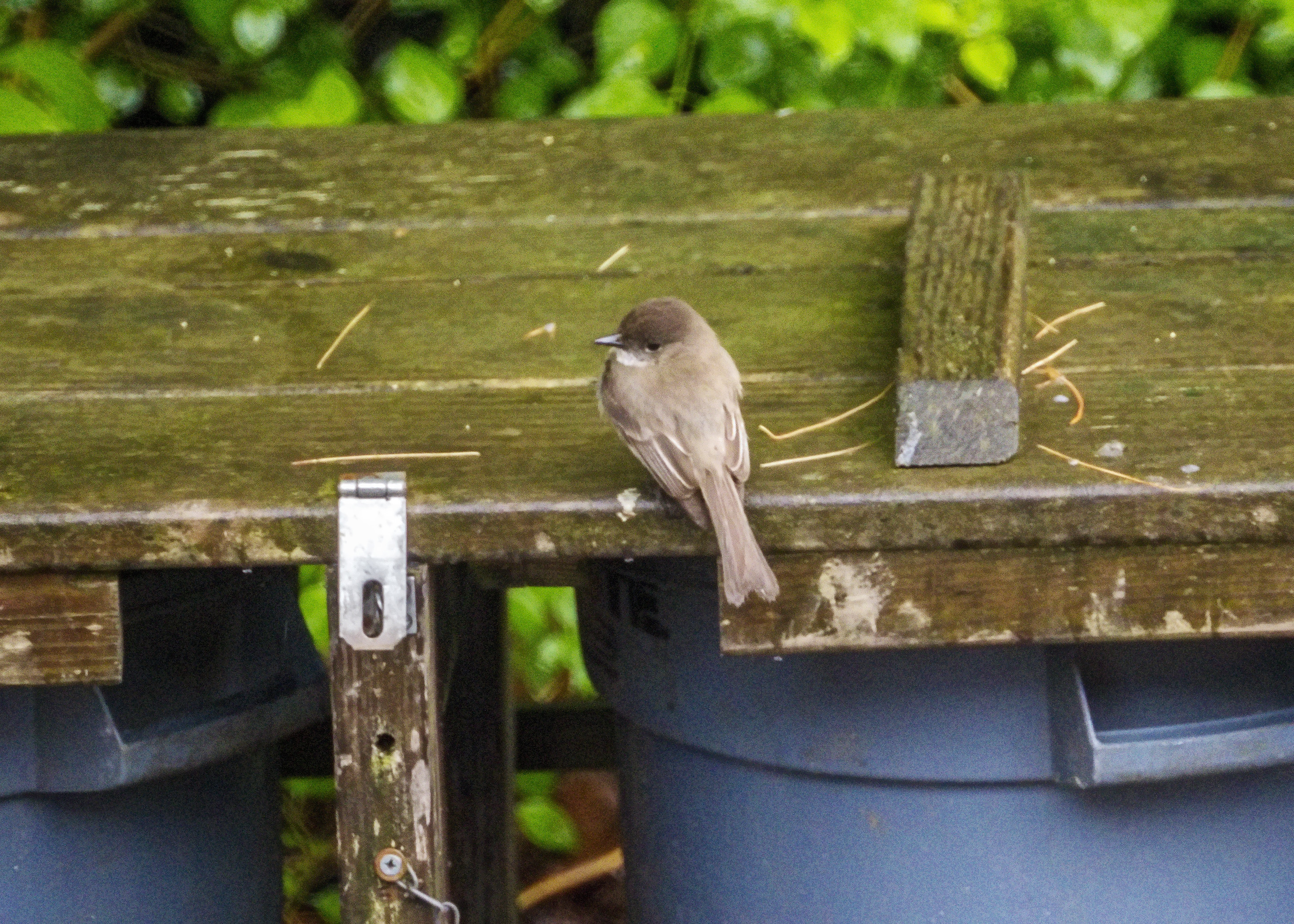 Eastern Phoebe