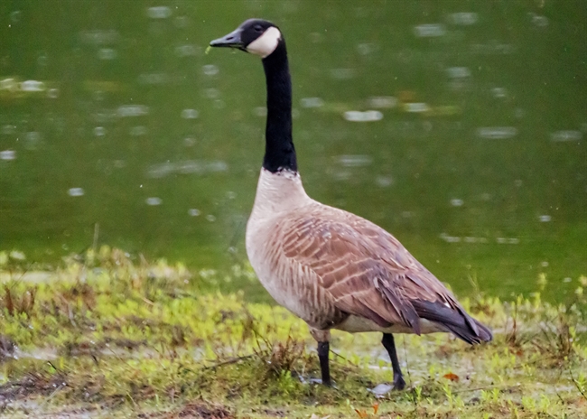 Canada Goose