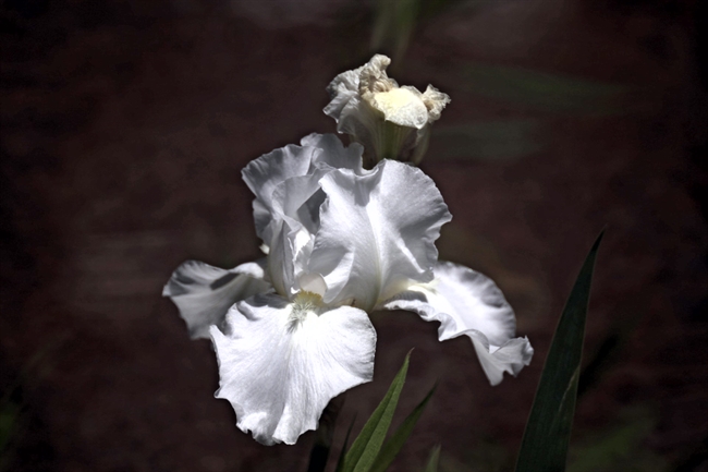 White Iris