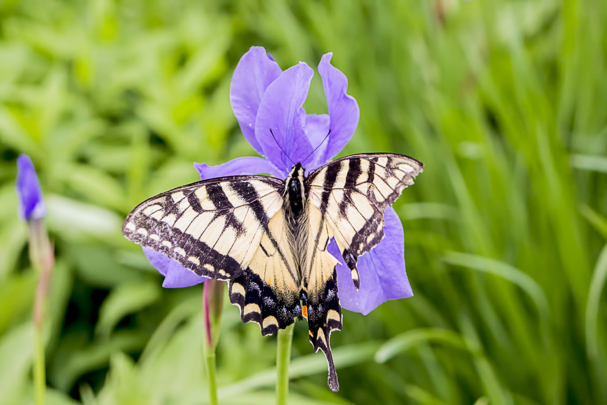 Eastern Tiger Swallowtail