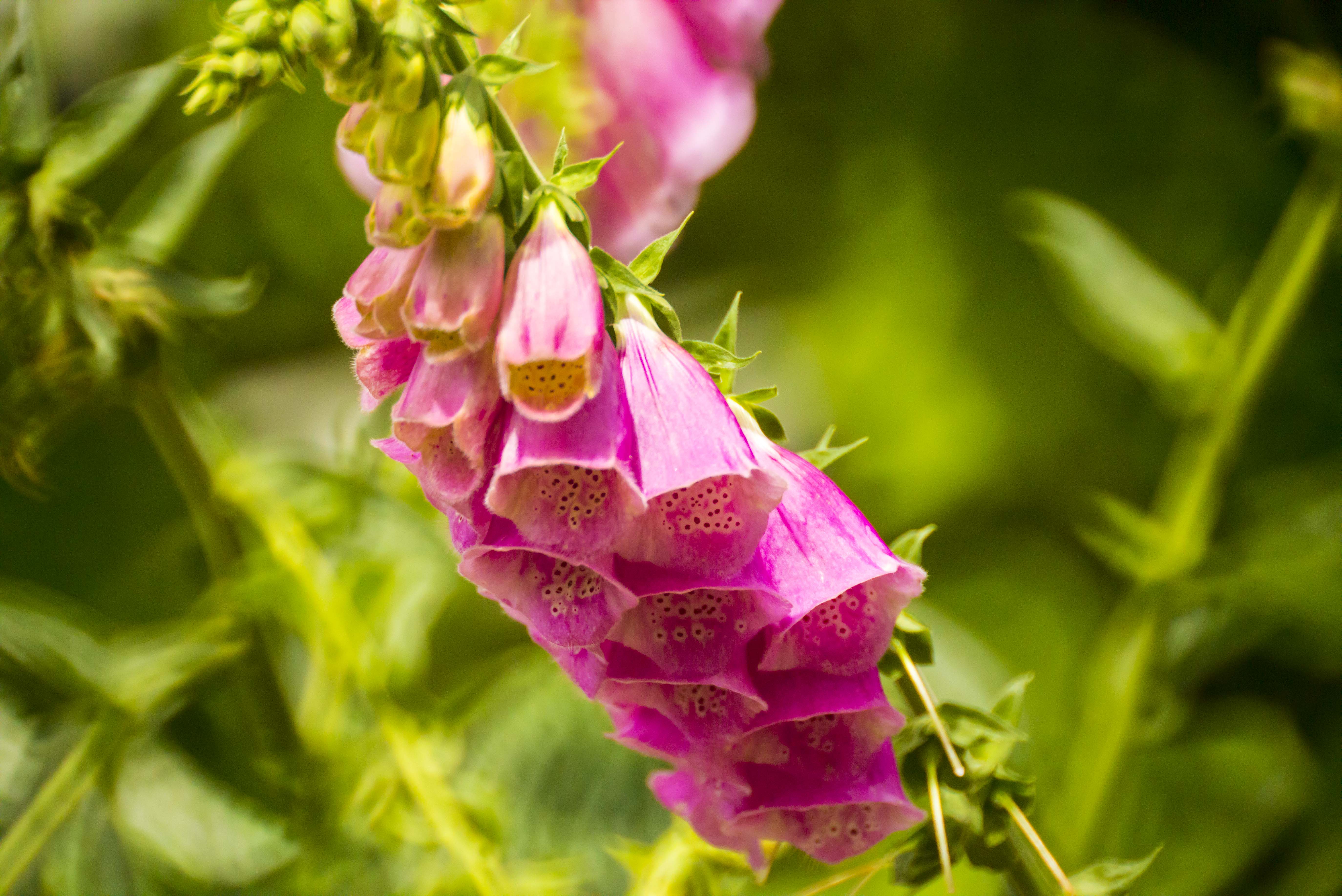 Digitalis purpurea (Common Foxglove)