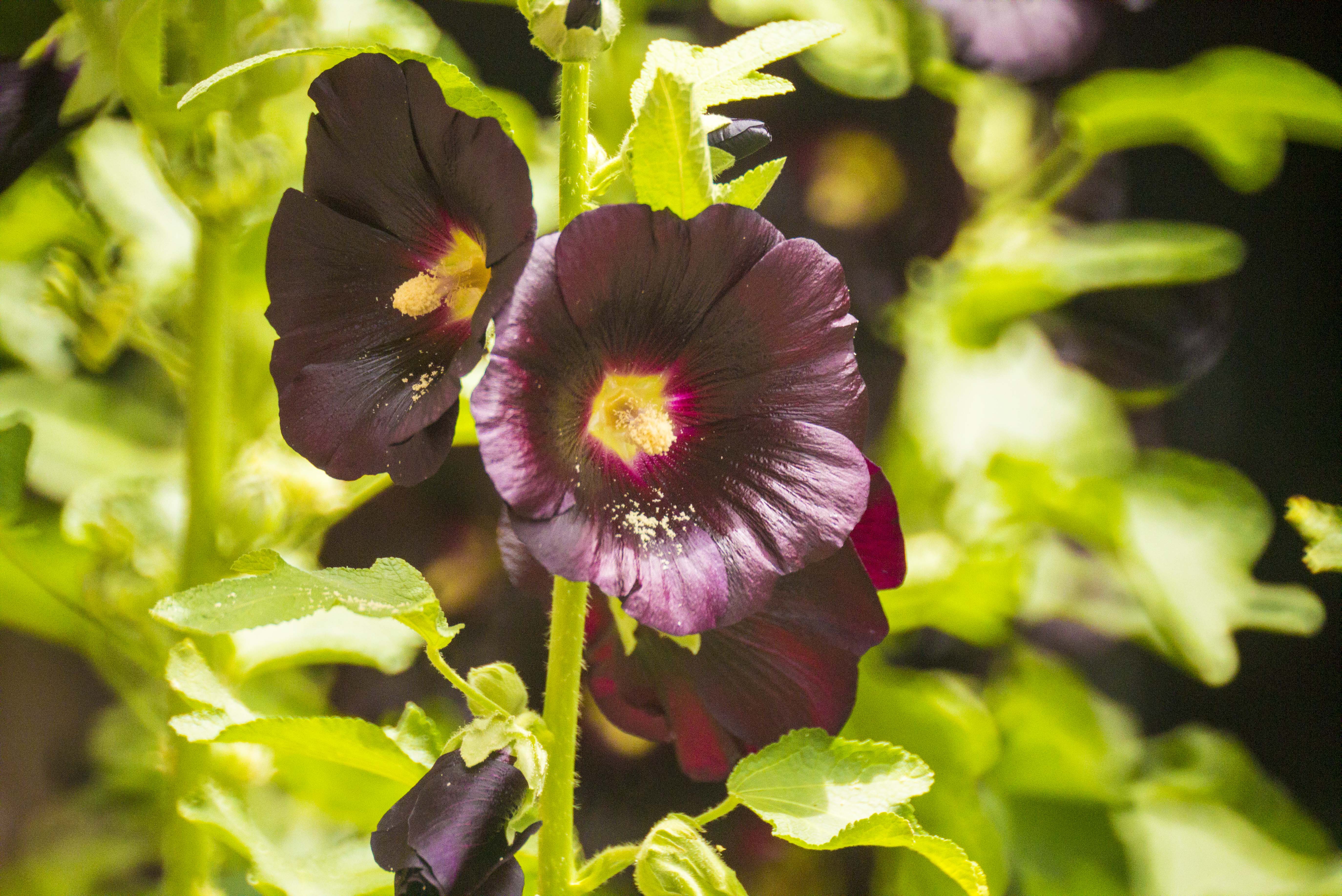 Alcea Rosea Nigra (Black Hollyhock)