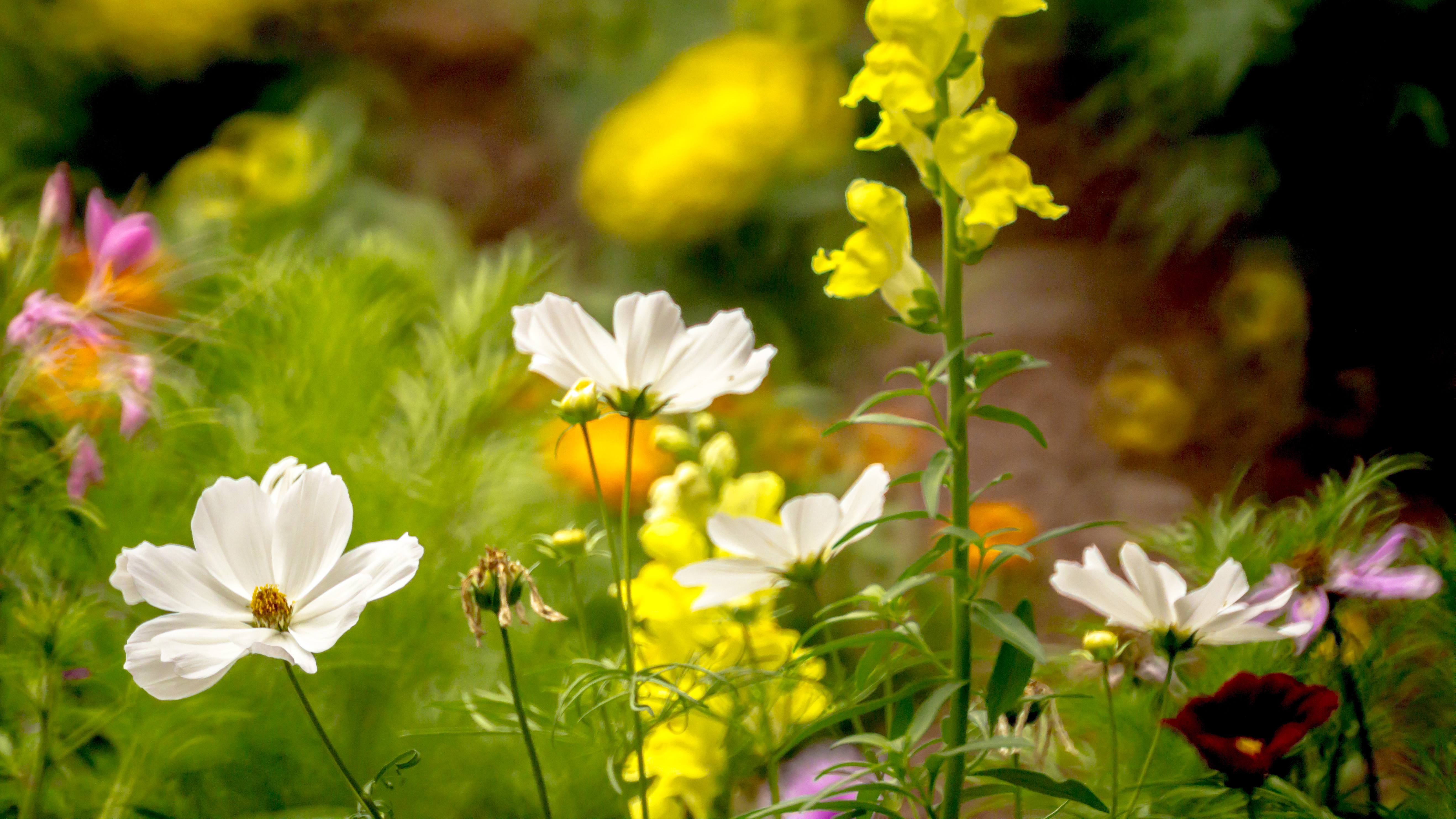 Summer Garden Flowers