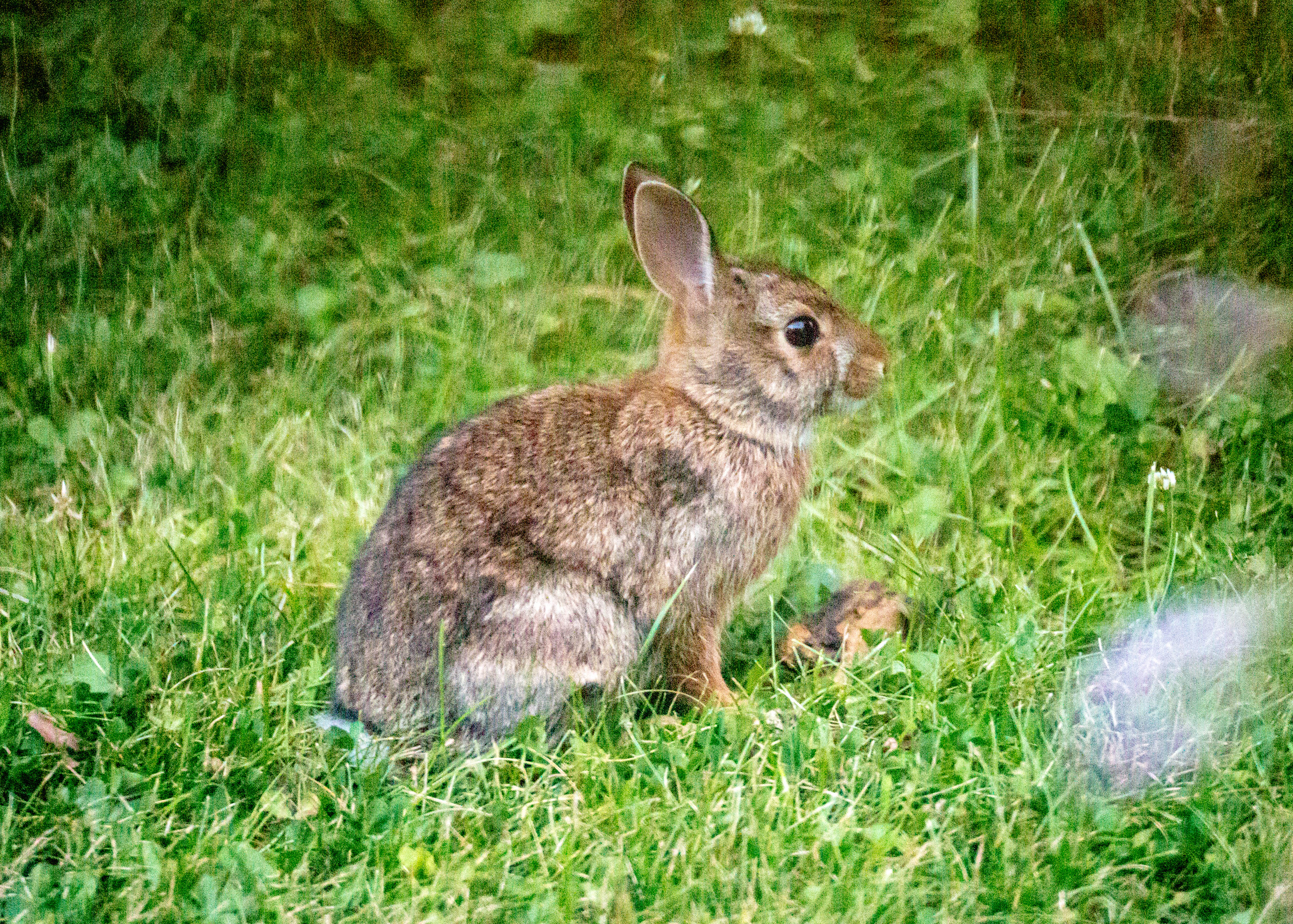 Eastern Cottontail