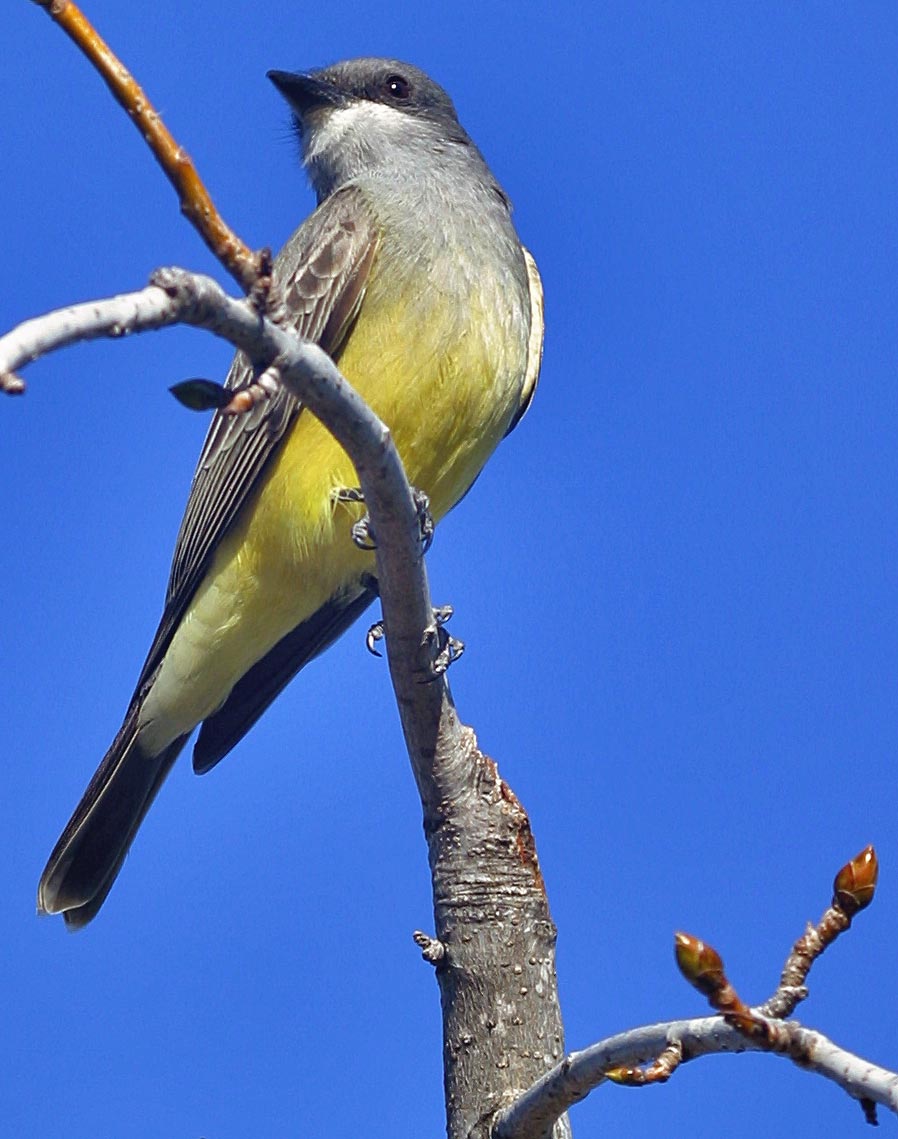 Western Kingbird