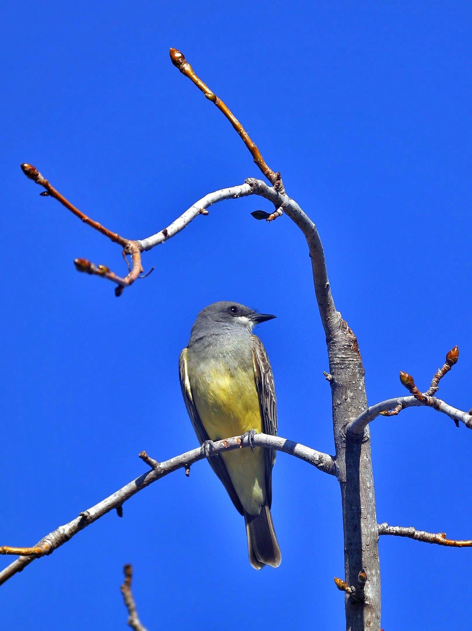 Western Kingbird 2