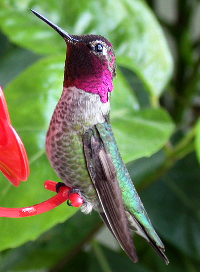 Posing hummer