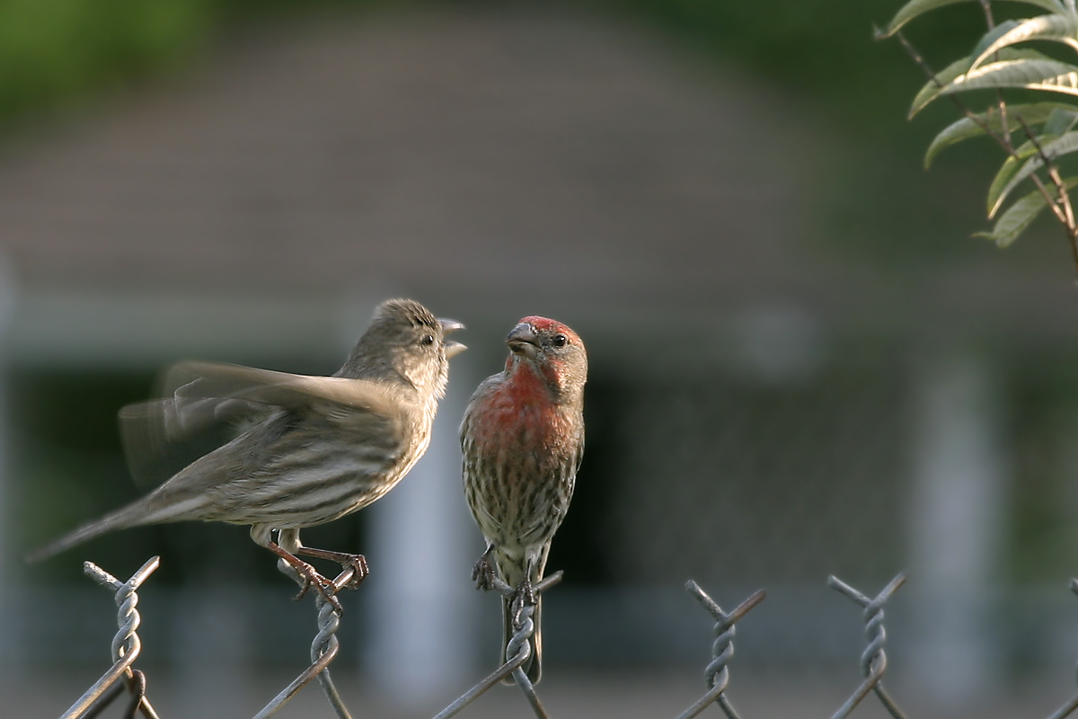 Male housefinch gets a nagging